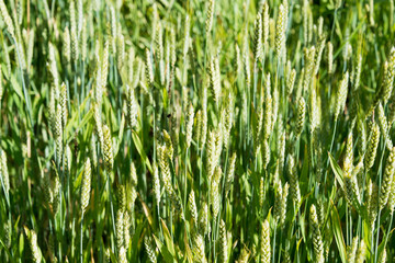 Ladakh, India - Jul 20 2019 - Wheat field at Turtuk village in Ladakh, Jammu and Kashmir, India.