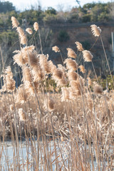 Outdoor autumn winter season reed，Phragmites communis (Cav.) Trin. ex Steud