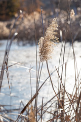 Fototapeta premium Outdoor autumn winter season reed，Phragmites communis (Cav.) Trin. ex Steud