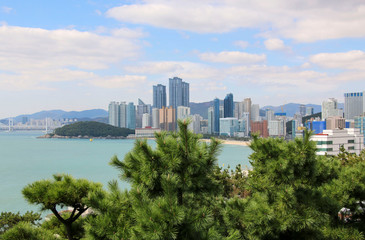 Beautiful green pine trees with modern skyscrapers on the back ground in Busan, South Korea.