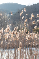 Outdoor autumn winter season reed，Phragmites communis (Cav.) Trin. ex Steud