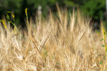 Ladakh, India - Jul 20 2019 - Wheat field at Turtuk village in Ladakh, Jammu and Kashmir, India.