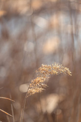 Outdoor autumn winter season reed，Phragmites communis (Cav.) Trin. ex Steud