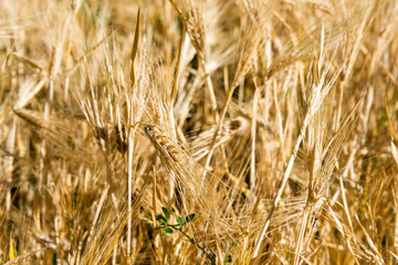 Fototapeta premium Ladakh, India - Jul 20 2019 - Wheat field at Turtuk village in Ladakh, Jammu and Kashmir, India.