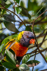 Rainbow Lorikeet [Trichoglossus moluccanus] enjoying fig fruit
