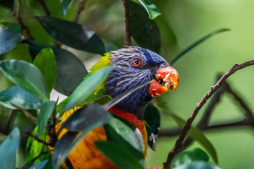 Rainbow Lorikeet [Trichoglossus moluccanus] enjoying fig fruit