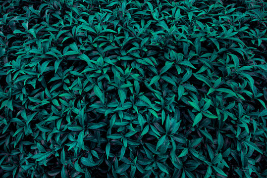 green leaf texture, dark green foliage nature background, tropical leaf © eakarat