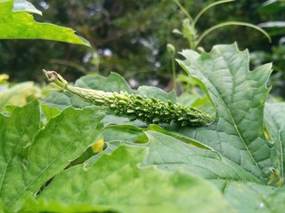 rain drops on green leaf