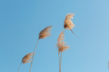 Outdoor autumn and winter season with blue sky and reeds，Phragmites communis (Cav.) Trin. ex Steud