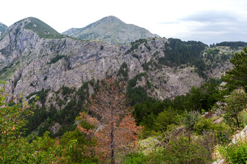 Fototapeta na wymiar the hillside, with plants, Montenegro