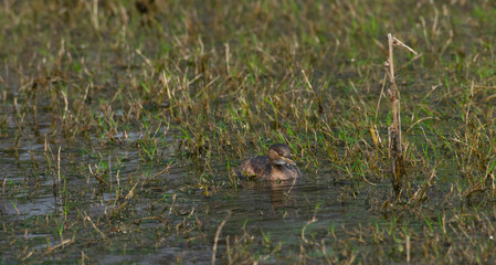 Lil Duck