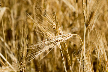 Ladakh, India - Jul 20 2019 - Wheat field at Turtuk village in Ladakh, Jammu and Kashmir, India.