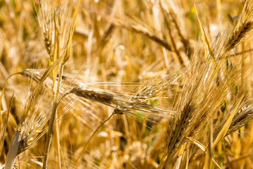 Ladakh, India - Jul 20 2019 - Wheat field at Turtuk village in Ladakh, Jammu and Kashmir, India.