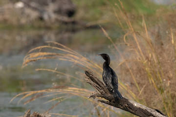 Cormorant