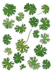 natural pattern of isolated green leaves close up