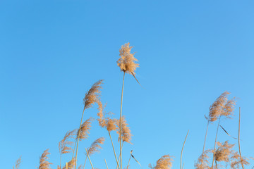 Outdoor autumn and winter season with blue sky and reeds，Phragmites communis (Cav.) Trin. ex Steud