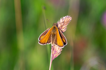 Essex skipper butterfly (Thymelicus lineola) with ends of antenna being black in colour, resting on wild grass