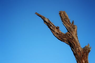 tree on blue sky