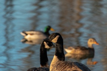 ducks on the lake