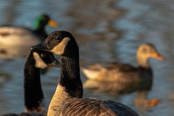 goose on water
