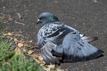 feral pigeon having sun bathing