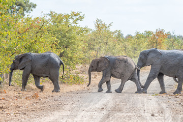 African elephants crossing a gravel road