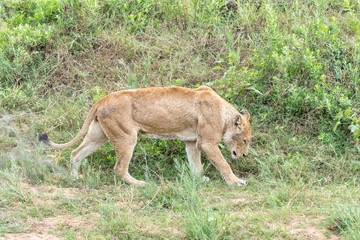 Fototapeta na wymiar A lioness, Panthera leo, walking