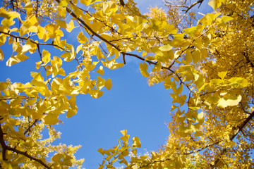青空と美しい黄色のイチョウ