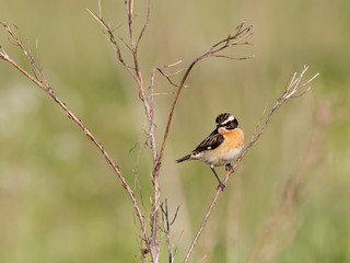 Whinchat (saxicola rubetra) male sitting on grass. Cute little common bright meadow songbird. Bird in wildlife.