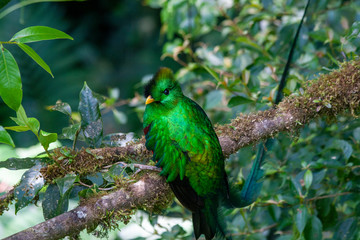 Quetzal in Costa Rica - Pharomachrus mocinno