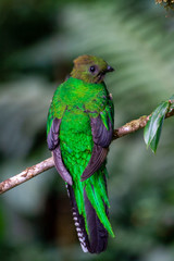 Quetzal in Costa Rica - Pharomachrus mocinno