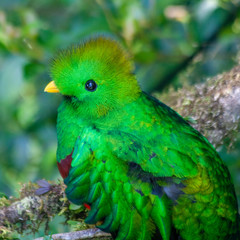Quetzal in Costa Rica - Pharomachrus mocinno