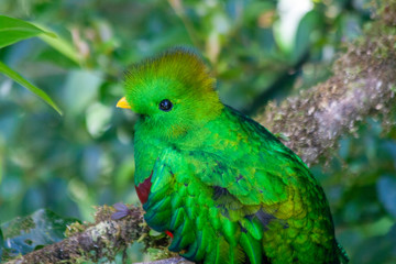Quetzal in Costa Rica - Pharomachrus mocinno