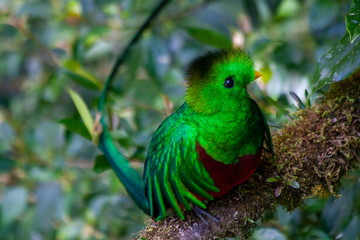 Quetzal in Costa Rica - Pharomachrus mocinno