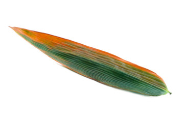 bamboo leaves on isolated, green leaf and dried leaf on isolate.