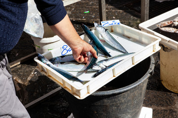  Salesman placing mackerels in the fish stall, Catania fish market
