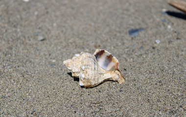 shell on the beach