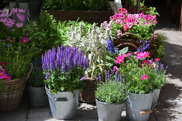 Blue and pink decorative garden flowers in grey metallic pots displayed for sale at a street...