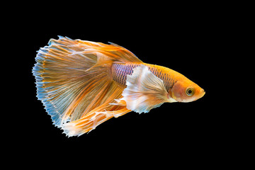 Yellow Dumbo Betta Siamese fighting fish, betta splendens (Halfmoon betta, Pla-kad (biting fish) isolated on black background. File contains a clipping path.