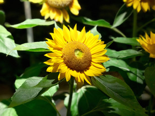 Sonnenblumen Singapur