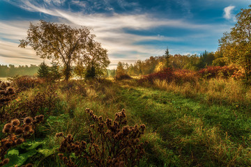 Sunrise on a misty autumn morning in the forest of Northwest Ontario, Canada.
