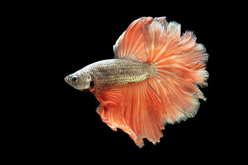 Gloden and orange tail betta fish, Siamese fighting fish, betta splendens (Halfmoon betta, Pla-kad (Biting fish) isolated on black background. File contains a clipping path.