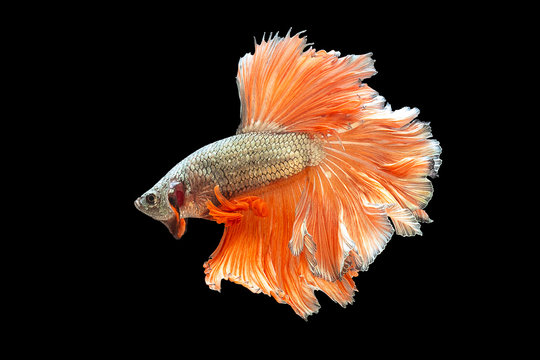 recommend clip art: Glod and orange tail betta fish, Siamese fighting fish, betta splendens (Halfmoon betta, Pla-kad (Biting fish) isolated on black background. File contains a clipping path.