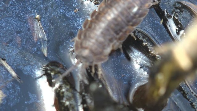 Woodlouse is a crustacean monophyletic suborder Oniscidea, isopods. View Macro insect in wildlife