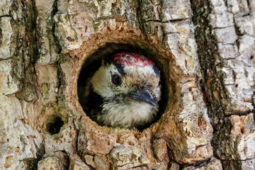 Lesser spotted woodpecker dendrocopos minor male looking from hole in tree. Cute little forest bird...