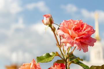 Pink flowers on a background of blue sky with clouds. Rose floribunda