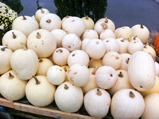 display of colorful gourds at farmers market. pile of tiny pumpkins