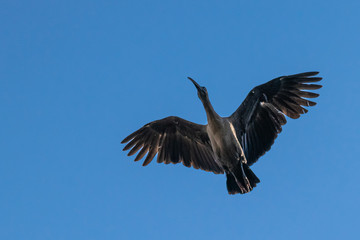 Hadeda ibis (Bostrychia hagedash) bird in flight