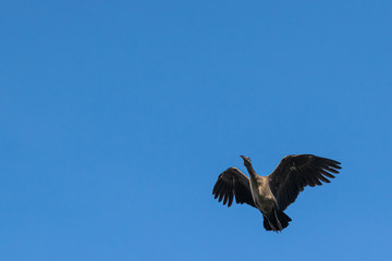 Hadeda ibis (Bostrychia hagedash) bird in flight