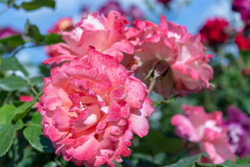 Obraz premium Pink flowers on a background of blue sky with clouds. Rose floribunda